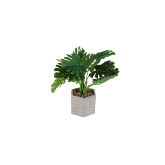 Small Plants for Home Decor 