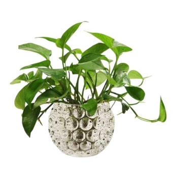 الديكورات الزجاجية